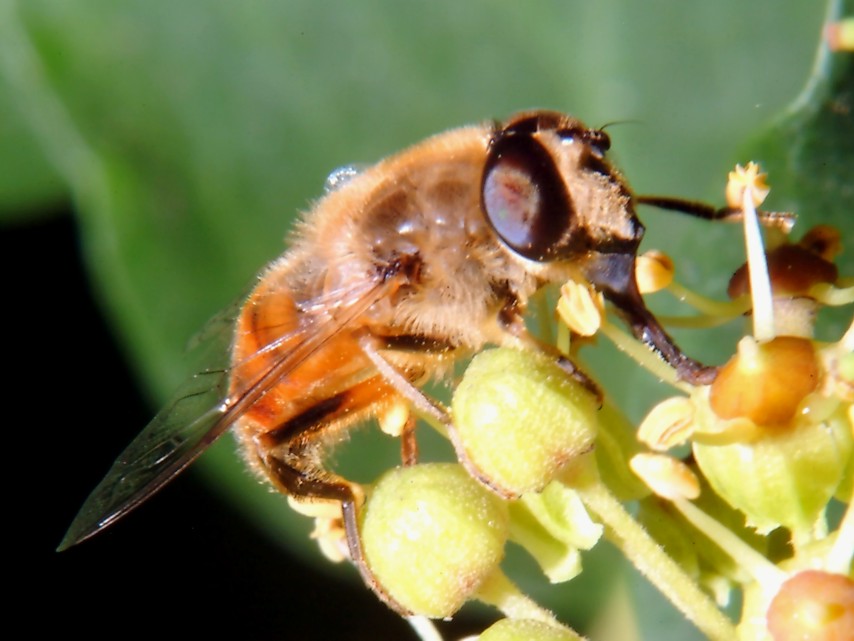 Le foto con il nuovo flash